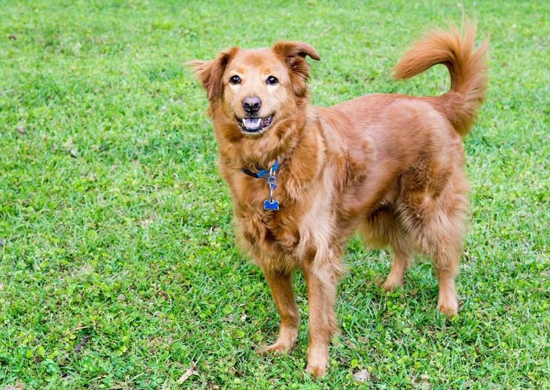 Carousel Slide 5: Pelham Dog Veterinarian