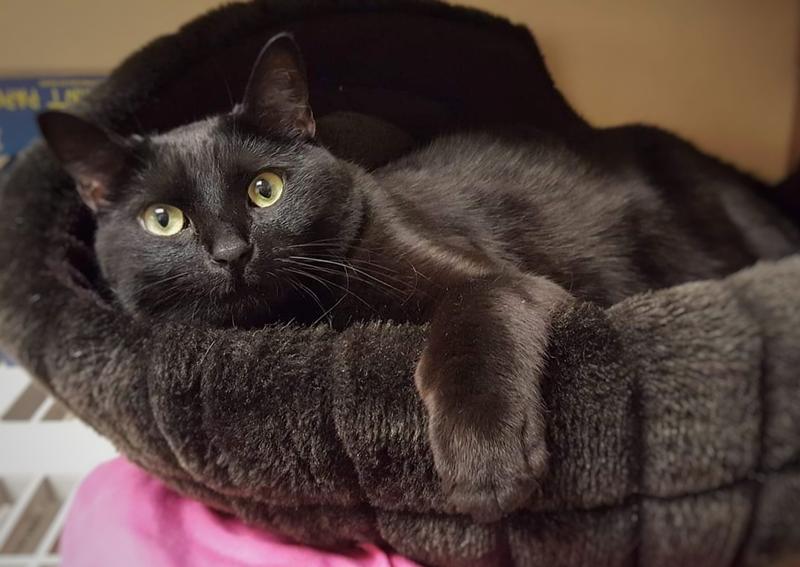 Carousel Slide 3: Pelham Cat Veterinarian