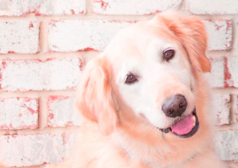 Carousel Slide 9: Pelham Dog Veterinarian